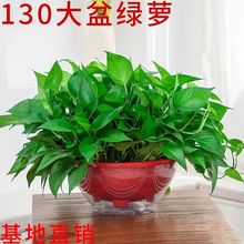 大盆绿萝大叶长藤绿箩花卉盆栽植物室内新房客厅吸甲醛净化空气