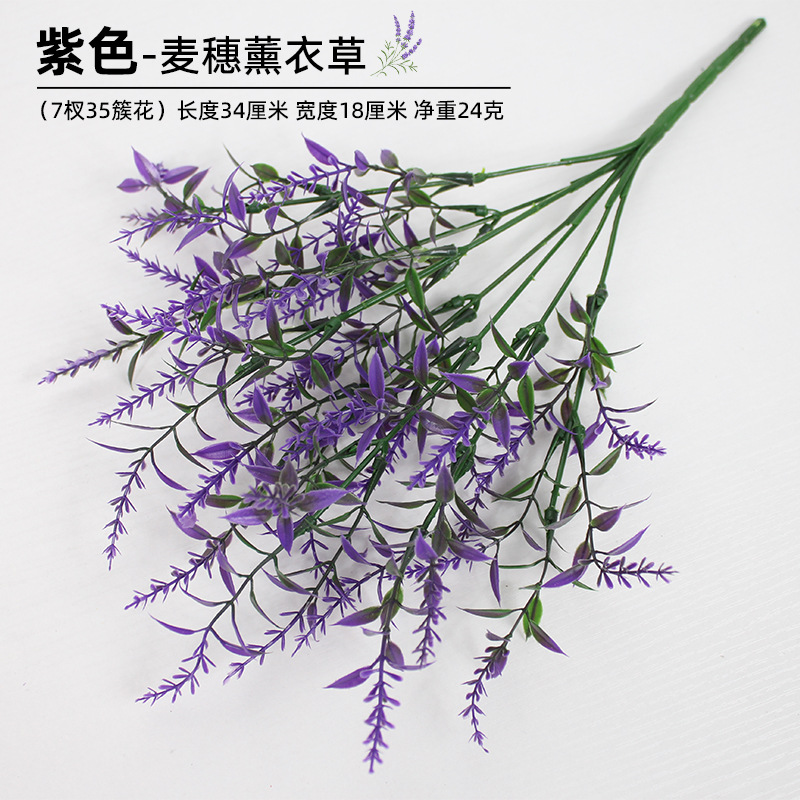 Lavanda de oreja de trigo púrpura_1