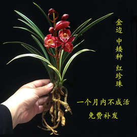 兰花 帝王妃 兰花苗 金边鹤艺 矮种线艺 建兰四季兰 浓香花卉好养