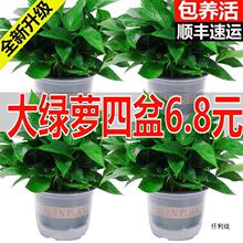 绿萝盆栽室内吸除甲醛水培绿植办公室净化空气好养垂吊长藤绿箩