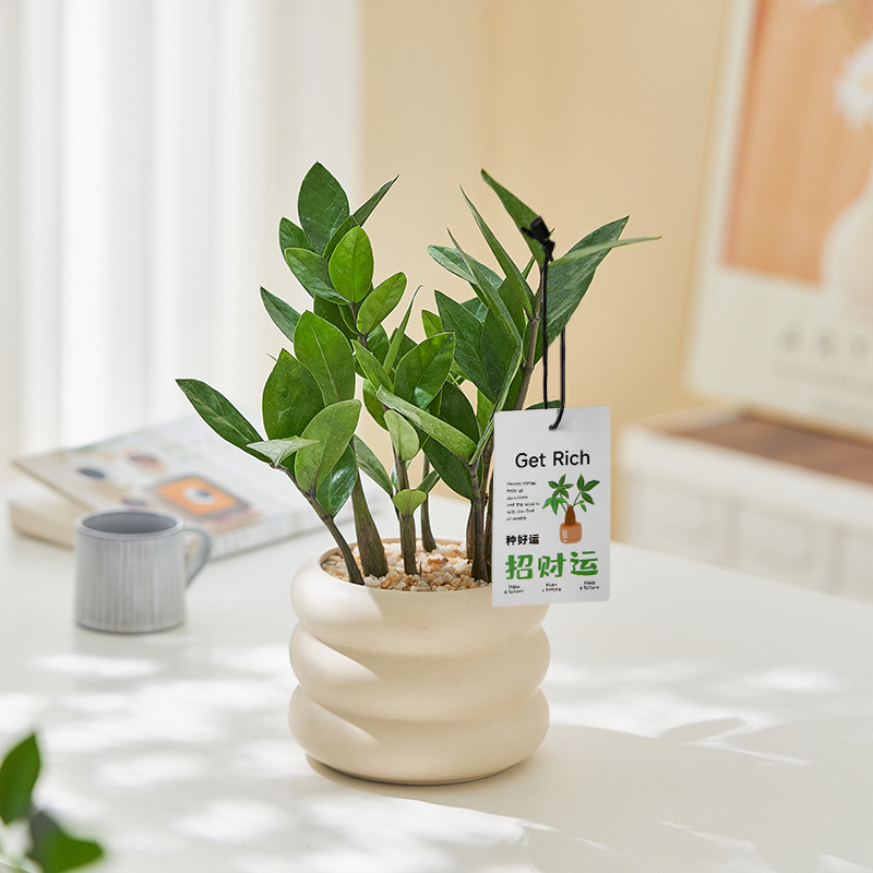 Money Tree Potted Money Tree Money Tree Money String Living Room Office Desktop Fortune Tree Ornaments Small Green Plants