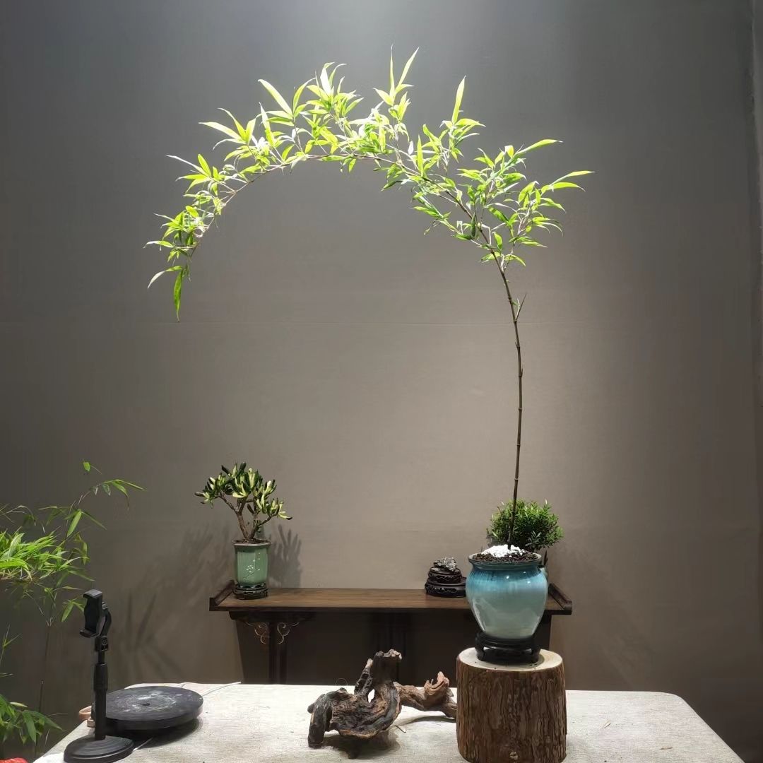 详情图