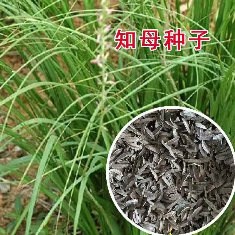 Северо-Восточная Anemarrhena Семена Рассада Китайские травяные растения Дикие даже рассада материнского женьшеня Садоводство Посадка декоративных Легко жить