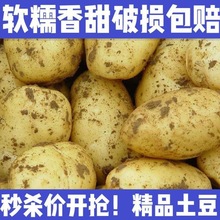 批发东北新土豆上市了黄皮黄心蔬菜批发包马铃薯洋芋现挖现发