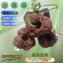水草固定环红色黑色火山石定植环鱼缸造景水草固定底座水草定植环
