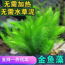 金鱼藻鱼缸造景真水草懒人增氧无需水草泥耐养好活热带鱼批发代发
