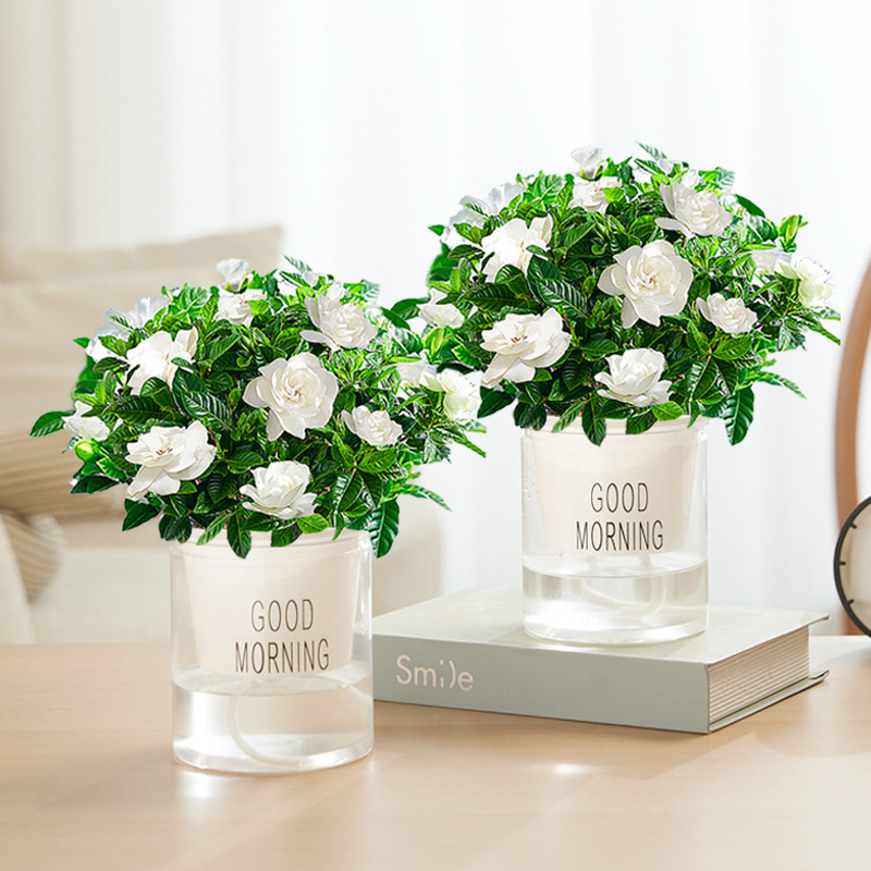 [두 화분 특별 제공] 부티크 90#싹이 있는 치자나무(굿모닝 화분) + 영양액