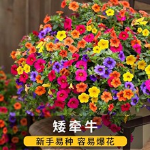 多彩矮牵牛花种子庭院阳台垂吊矮牵牛进口花种子四季种七彩喇叭花