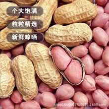 【可吃可种】生花生新货晒干带壳新鲜花生果原味大粒薄壳优质高产