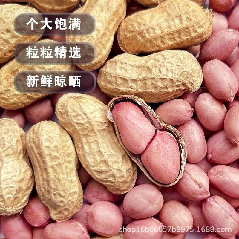 【可吃可种】生花生新货晒干带壳新鲜花生果原味大粒薄壳优质高产