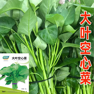 Large-Leaf Water Spinach Seeds, Round-Leaf Four-Season Vegetable Seedlings, Rapeseed Vegetables, Large-Leaf Water Spinach Seeds, Farm Potted Plants