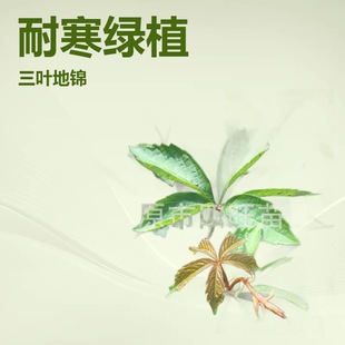 �|���|���ͺ��ٱ�ֲ�� ���~���~���\ ��ɽ��С��a�ع���