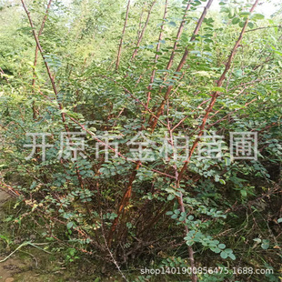 �ذ��S��õ�������l�S��õ��������|��С���S��õ��ջ���ľ