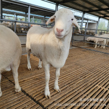 纯种小绵羊澳洲白绵羊活体种公澳寒杂交羊怀孕母羊黑头杜波养殖场