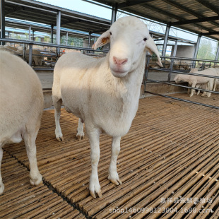 ���NС�d����ް׾d����w�N���ĺ��s�������ĸ����^�Ų��Bֳ��