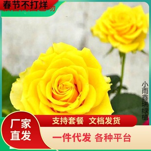 һ�����l���Sؐ�������҃���ͥԺ�̨���Ի����^��ֲ���ļ�