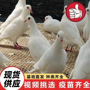 [成年种鸽的喂养 三个月的种鸽价格 带环的信鸽价格 广场鸽价格]