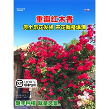 红木香四季开花苗爬藤植物甜蜜黄木香花庭院阳台无刺蔷薇盆栽花卉