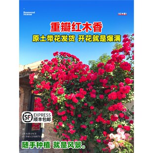 �tľ���ļ��_��������ֲ�������Sľ�㻨ͥԺ�̨�o���Nޱ���Ի���