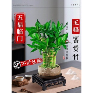 ���F��ֲ��͏d��ؔ�Ĳ���������ʽ�辰�^�������҃ȾGֲ