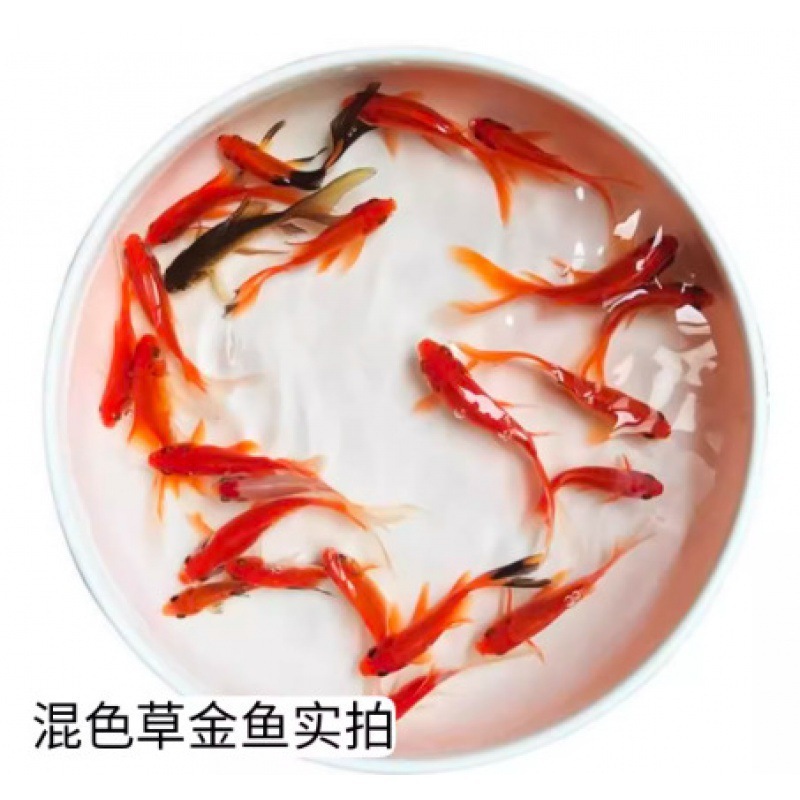 小さな金魚の稚魚、観賞魚、冷水に強い、飼いやすい、淡水の赤と白の鯉、活魚、小魚、金魚、活魚|undefined