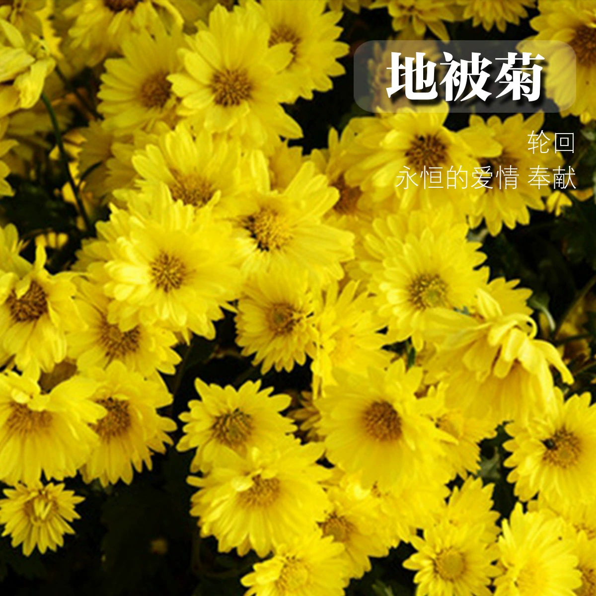 Многосезонный многолетний цветочный сад засухоустойчивый дорожный зеленый пояс растение Ландшафтный цветок морской проект почвопокровные семена хризантемы оптом