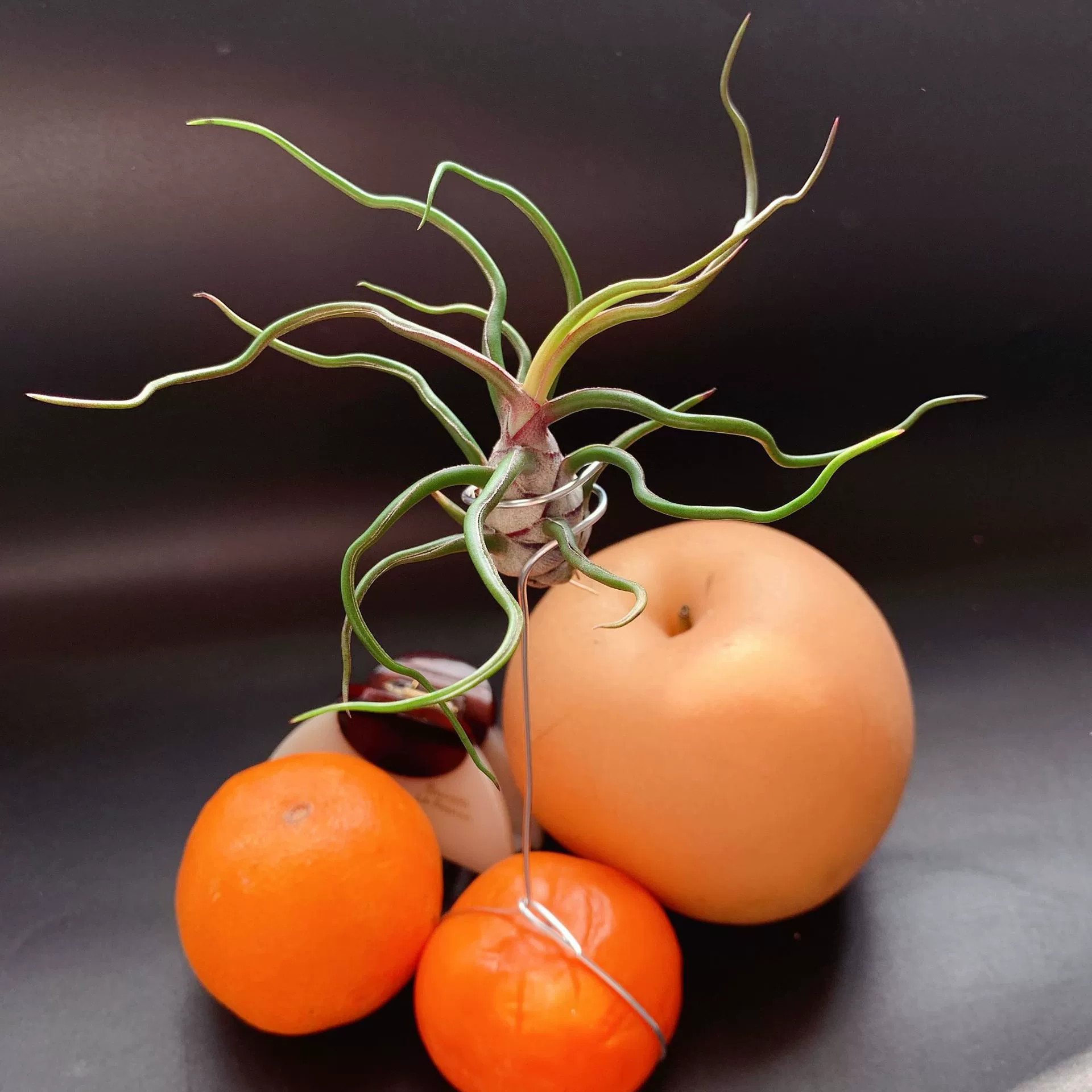 Маленький осьминог-бабочка, прямые поставки с фабрики, базовая доставка, воздушный ананас, растения без почвы