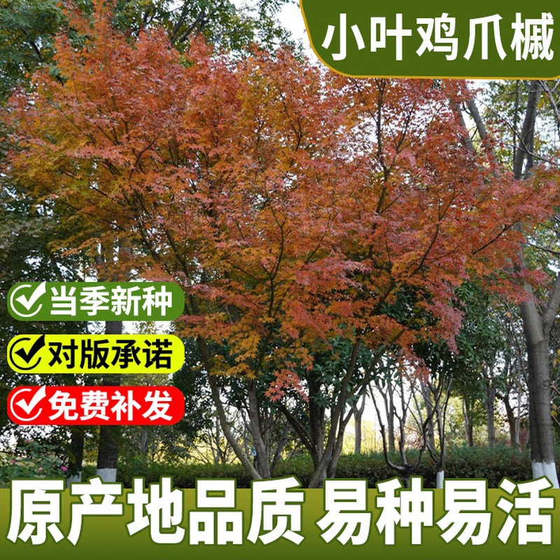 鸡爪枫，槭树 鸡爪槭种子 树种子 小叶鸡爪槭 大叶鸡爪槭