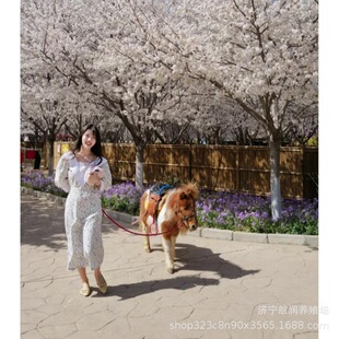 ���^�����O���m���R �±����R�������u�� ���B�������㰫�R�T���R