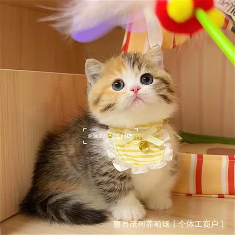 Британская короткая кошка Mankikon трехцветковая коротконогая кошка живая немецкая кошка чистокровная кошка три цветка мейн кошка