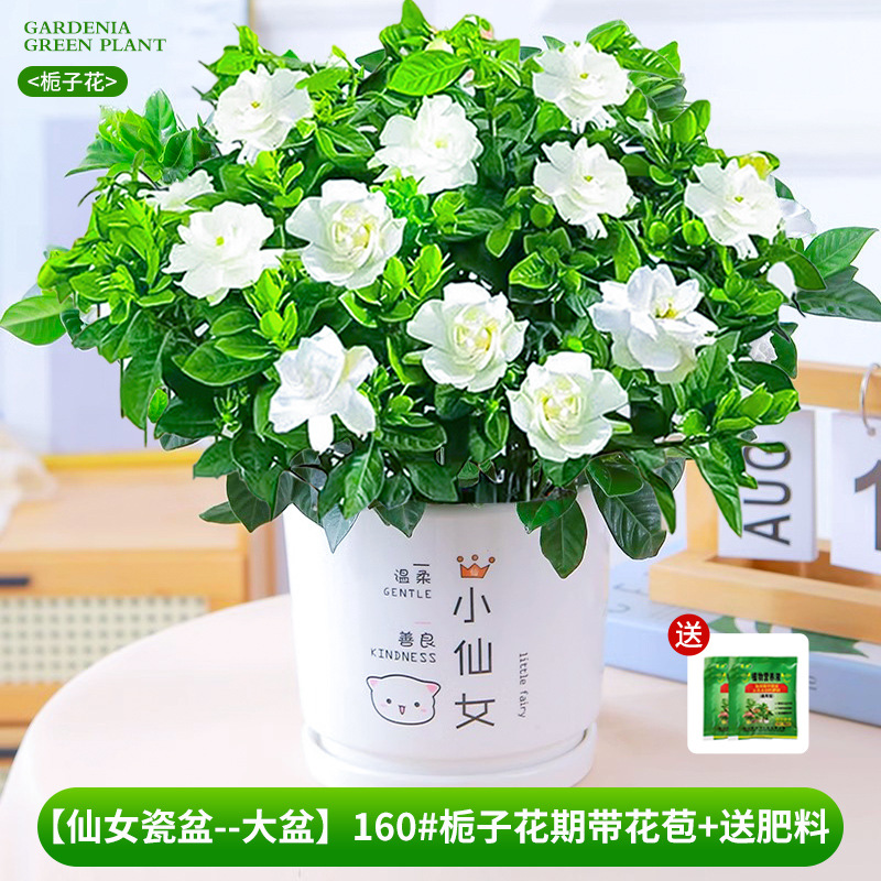 [Bacia de porcelana de fada-bacia grande] 160 # Período de floração da gardênia com botões + fertilizante grátis