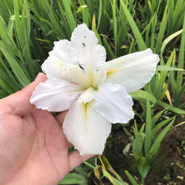 威士尼鸢尾 白花鸢尾 批发水生常绿鸢尾 挺水植物