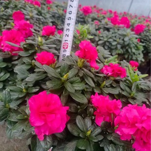 �F���Ĵ��ؑc�����N25�ڷ������N30�ڷ������N35�ڷ������N40�ڷ�