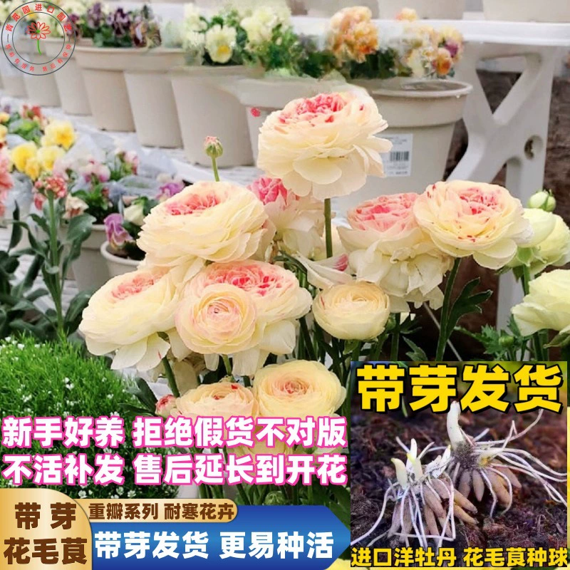 Импортированные бабочки лютик луковичные с бутонами