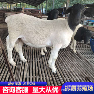 �Ų��d����^�Bֳ�^̥����ĸ����w�Ų��N����