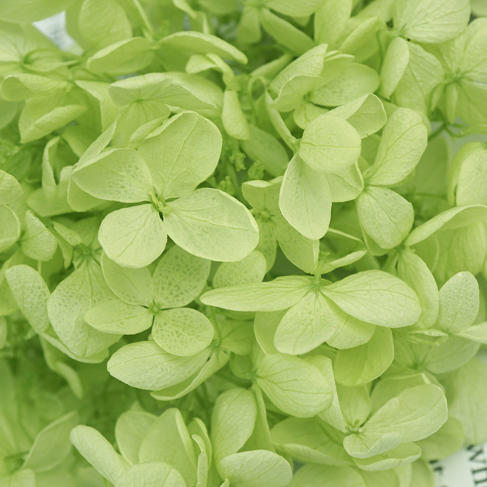 Flores Secas de Hortensia Preservadas A+, Fabricante de Flores Frescas Preservadas, Venta al por Mayor, Caja de 20g, Hortensia de Hoja Mediana Preservada