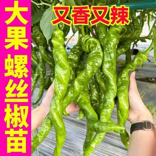 �����N�籡Ƥ���ݽz���L�������\�����콷С�׽����ļ�����Nֲ