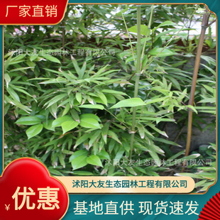 Base Wholesale Self-Produced and Self-Sold Bamboo Seedlings Scenic Spot Landscaping Road Garden Project Greening Seedlings