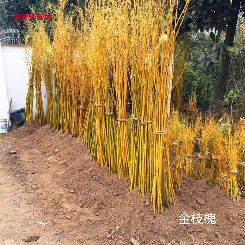 紫白玉兰红梅绿梅金枝槐日本美国红枫紫薇紫荆树苗竹柳金丝柳