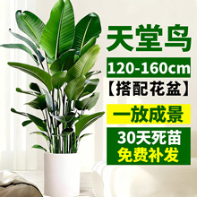 天堂鸟盆栽室内客厅高级感大型绿植办公室大叶植物高端鹤望兰批发