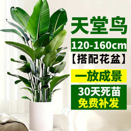 天堂鸟盆栽室内客厅高级感大型绿植办公室大叶植物高端鹤望兰耐阴