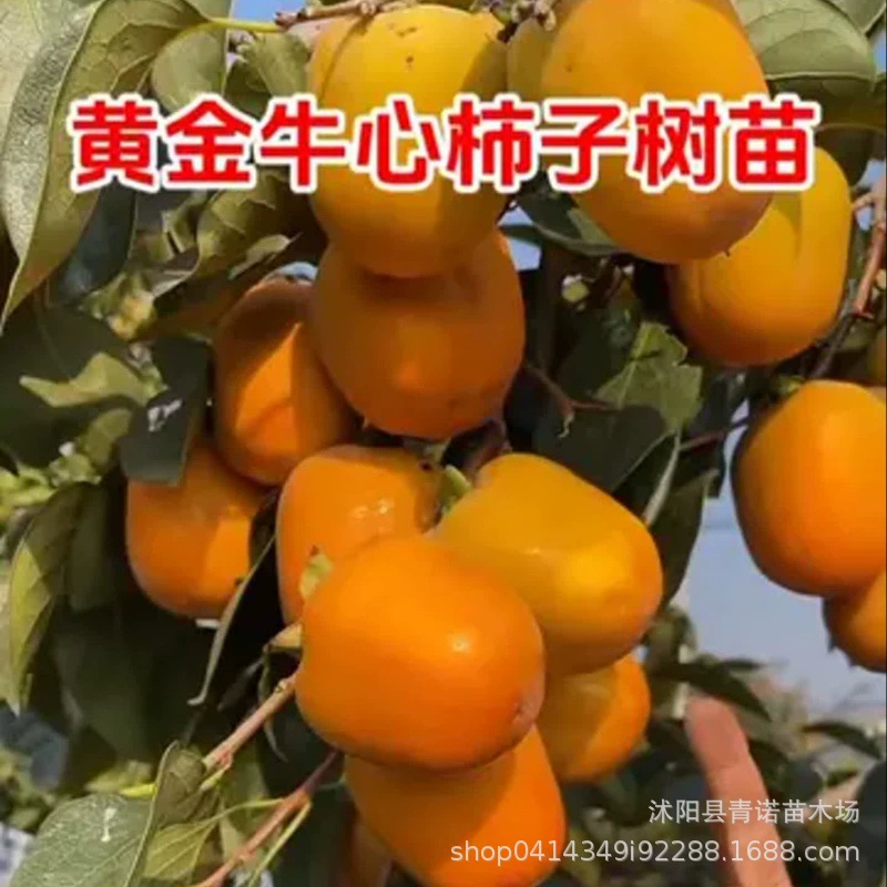 Фруктоводы продают вкусные хрустящие саженцы Хурмы, хурму из говяжьего сердца, хурму Мопан с полными спецификациями и ценами