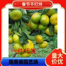 ��ۘ�������С����Ә��������������ʳ���ļ������҃������