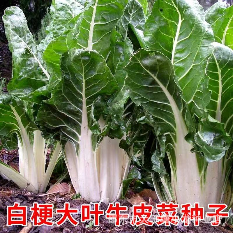 Old Variety White-Stemmed Thick-Skinned Cabbage, Evergreen Cabbage, White-Stemmed Sweet Cabbage Seeds, Suitable for All-Season Planting, Cold-Resistant Pig's Intestine Cabbage Seeds