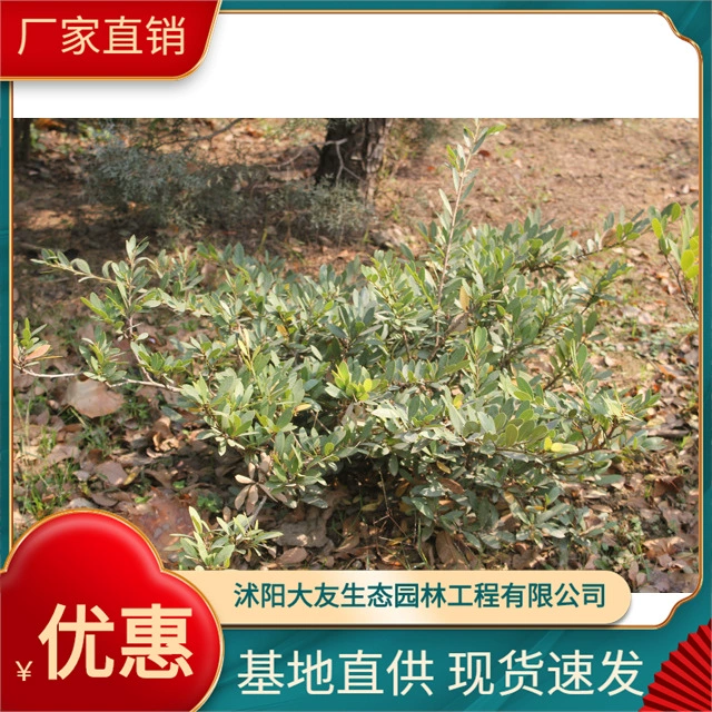 Основание материнского дерева комаров оптом сорта собственного производства в комплекте с живописным ландшафтом Зеленые саженцы