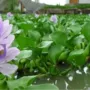植物水培养鱼水生池塘