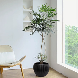 �S�����l��̖��ػ����ߴ�@ˇ�����Gֲ�ٻ��b���Nֲ��