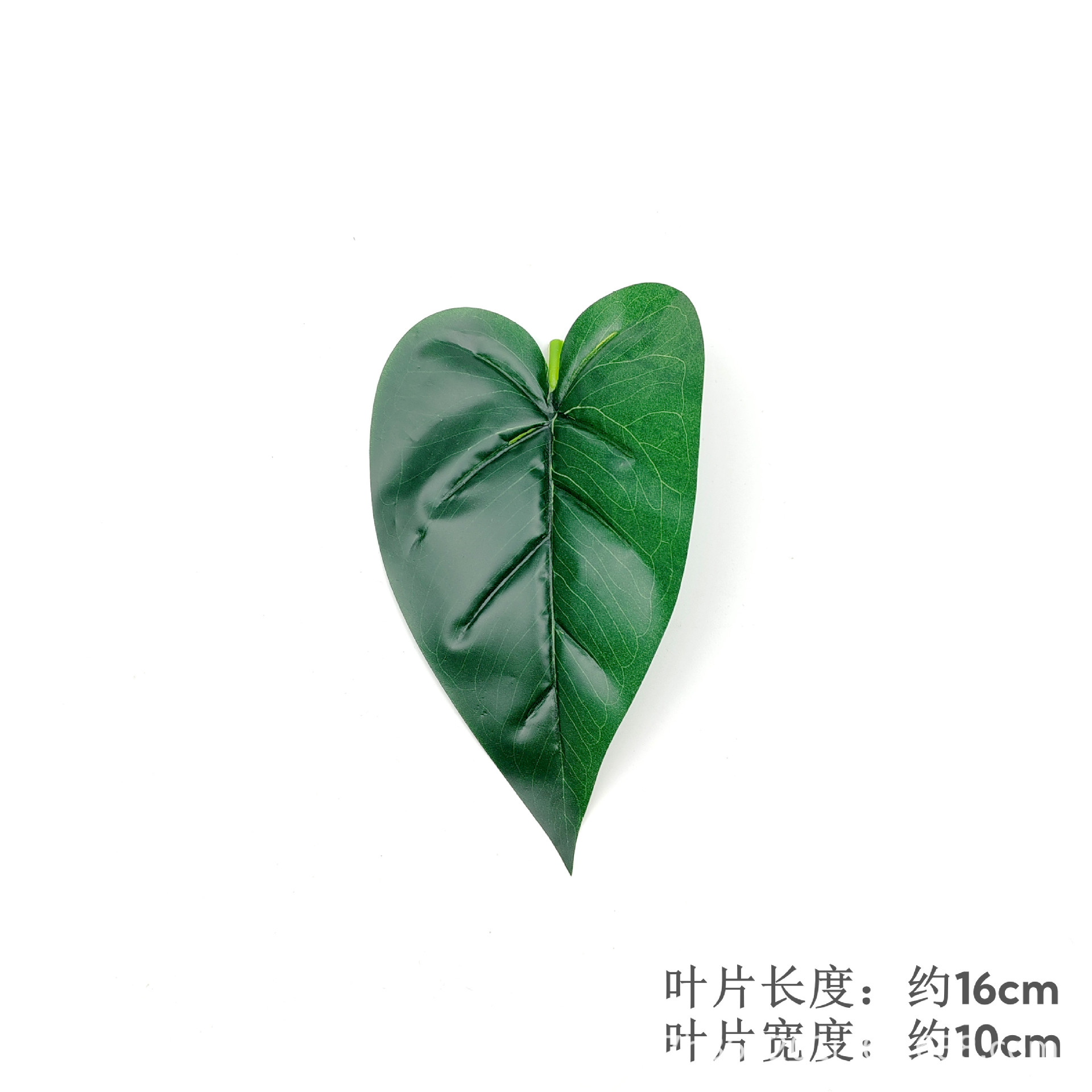 Anthurium leaves are dark