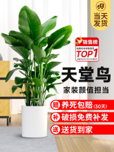 天堂鸟盆栽室内客厅大型绿植办公室大叶植物花卉鹤望兰去甲醛新房
