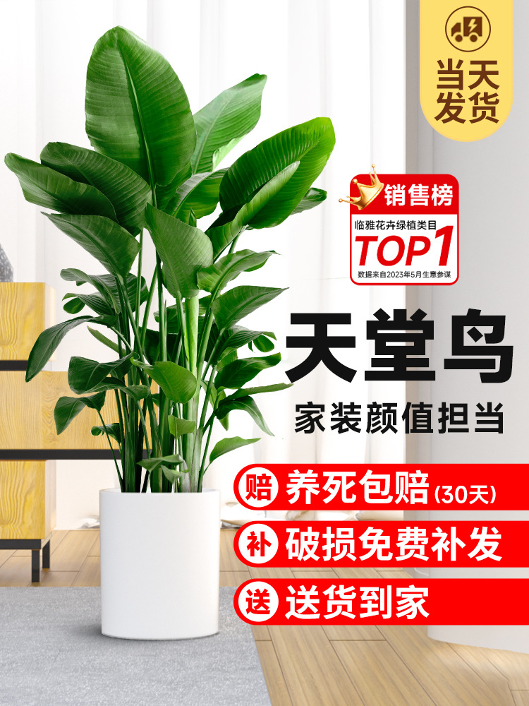 天堂鸟盆栽室内客厅大型绿植办公室大叶植物花卉鹤望兰去甲醛新房